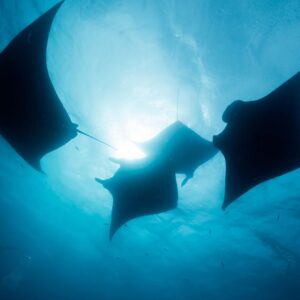 spot snorkeling labuan bajo